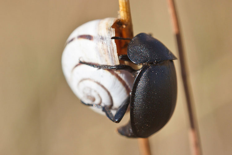 Ablattaria laevigata
